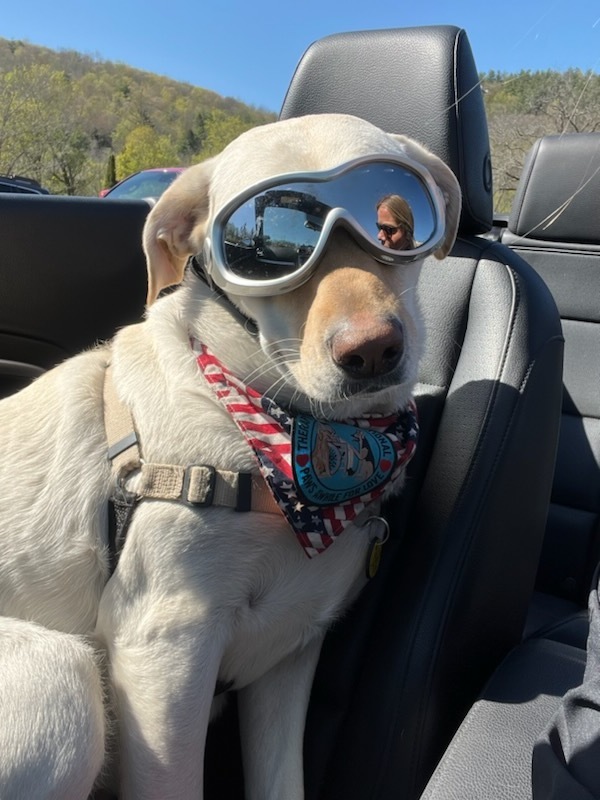 dog with goggles on in a car