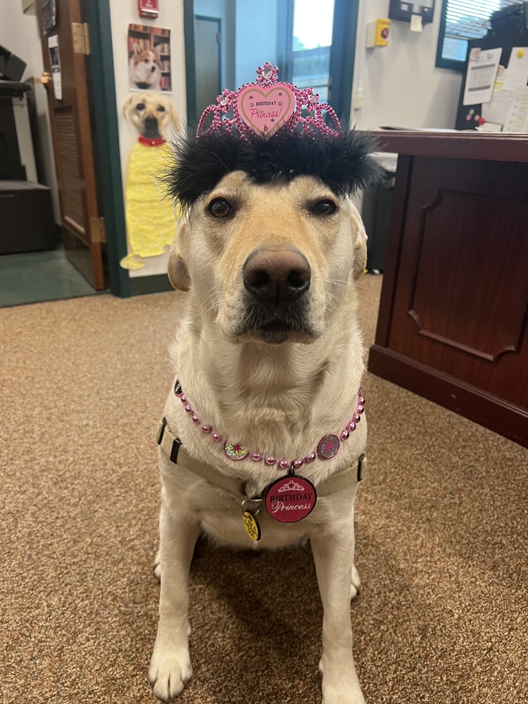 dog with a tiara on